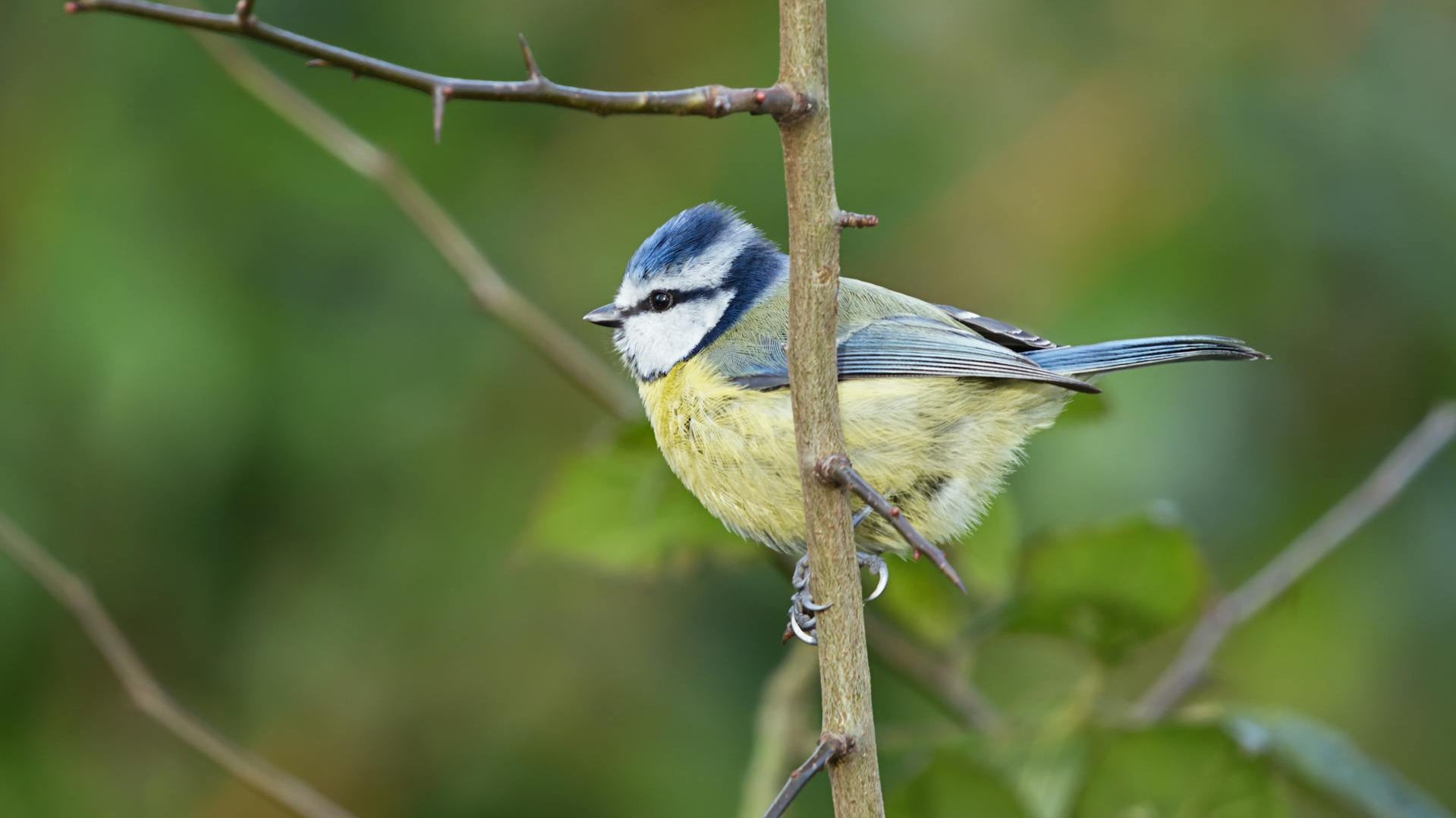 Eurasion Blue Tit