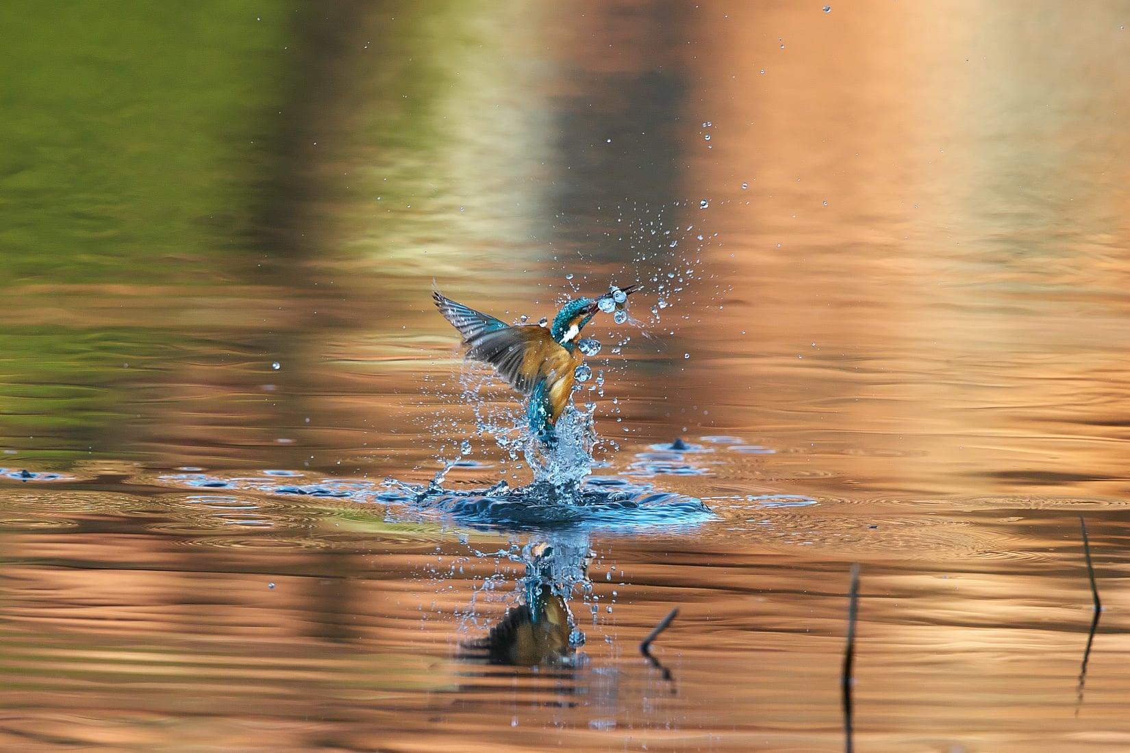 How to Choose the Best Tripod for Bird Photography