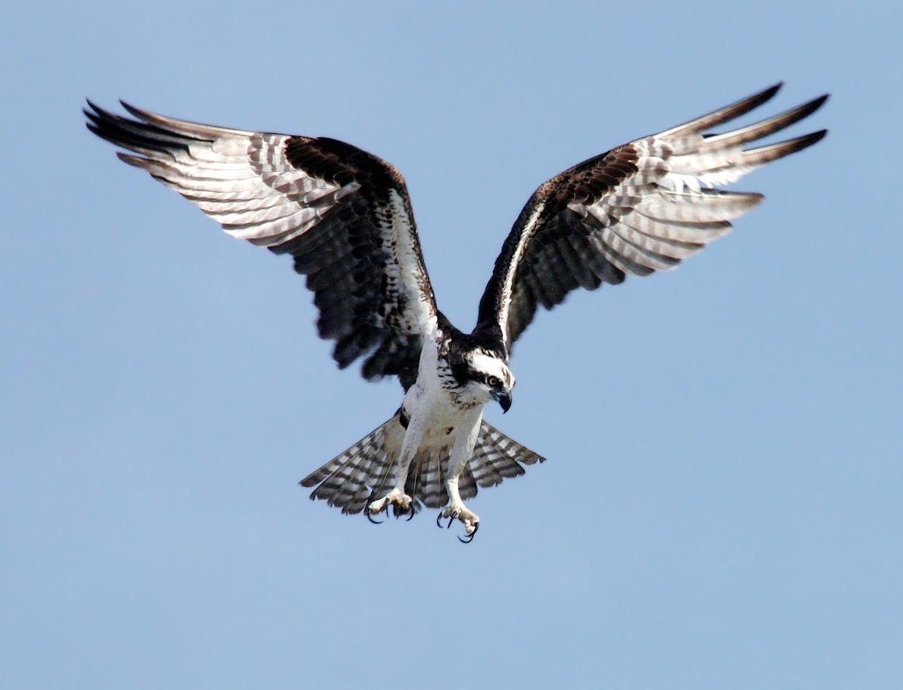 Bird and Wildlife Photography